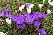 Spettacolo di crocus ai prati della Pigolotta di Valtorta il 26 aprile 2018 - FOTOGALLERY